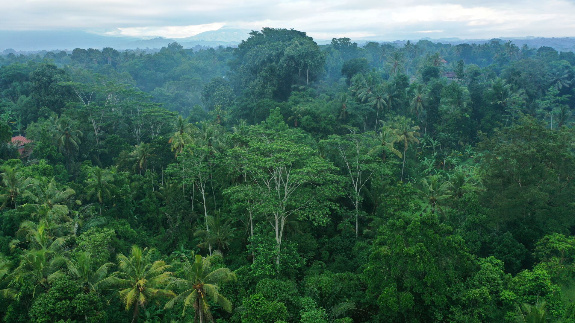 Rainforest Connection