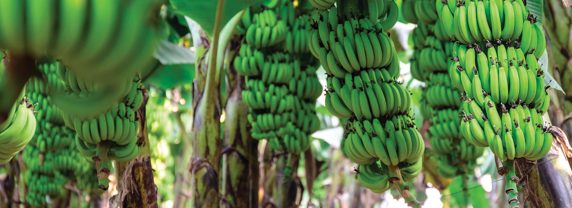 Bartle Frere uses data and AI to produce a better, more sustainable banana